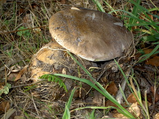 cépes de bordeaux