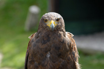 buse variable/buzzard