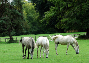 Obraz premium trois chevaux
