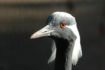 crane