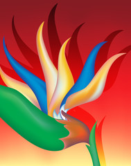 exotic flower close-up