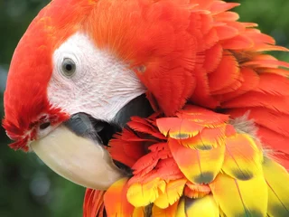 Crédence de cuisine en verre imprimé Perroquet portrait scarlet macaw