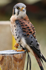 male american kestrel