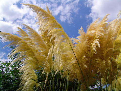 planta decorativa