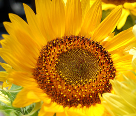 sunflower
