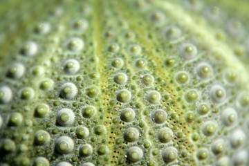 sea urchin's closeup