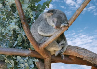 Peel and stick wall murals Koala koala