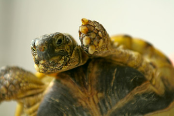 Naklejka premium turtle on air