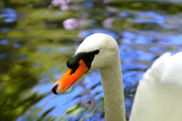 Obraz premium swan in a lake (portugal)