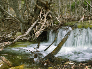 brook in the forest