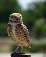 burrowing owl