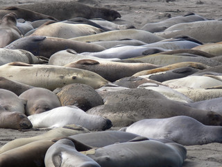 elephant seals 1