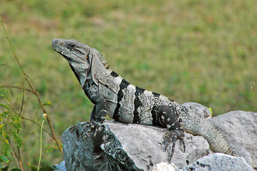 iguana on rock