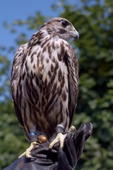 beautiful falcon