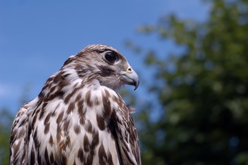 beautiful falcon