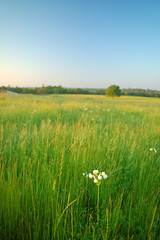 summer field