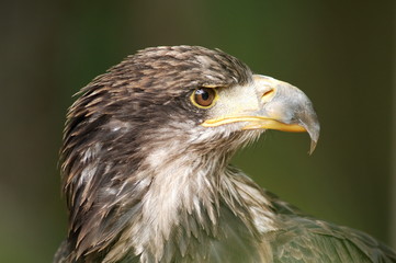 bald eagle