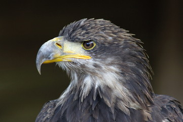 immature bald eagle