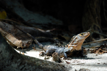 iguane costa rica