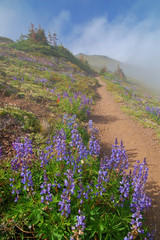 Obraz premium hiking trail in the mountains
