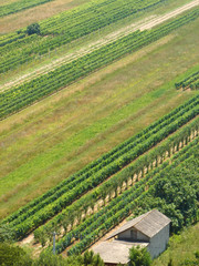 vineyard and small house
