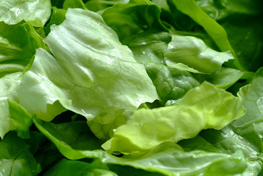 gr&uuml;ner salat
