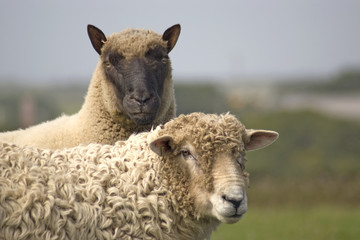 2 sheep
