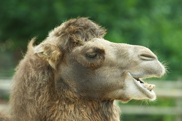 camel profile