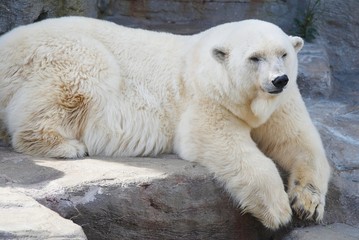 resting polar bear