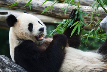 Obraz na płótnie Canvas zjadanie panda