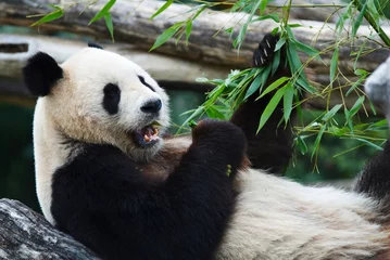 Crédence de cuisine en verre imprimé Panda manger du panda