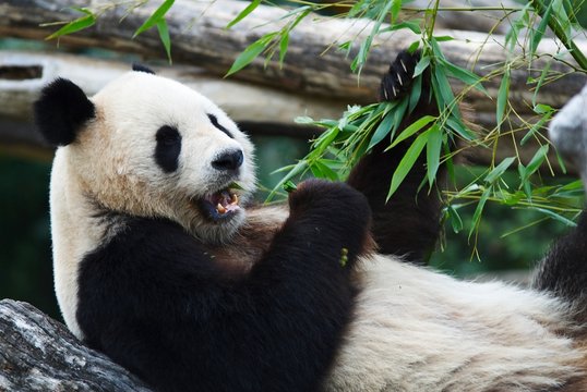 Fototapeta eating panda