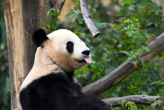 happy panda
