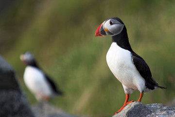 puffins (fratercula arctica)