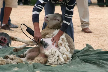 Photo sur Plexiglas Moutons tonte des moutons