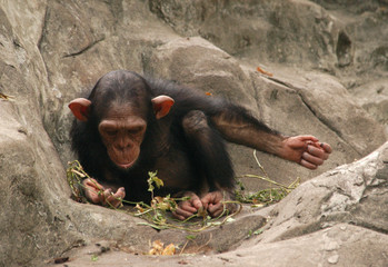 little chimpanzee