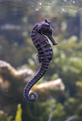 sea horse © Vladimir Wrangel