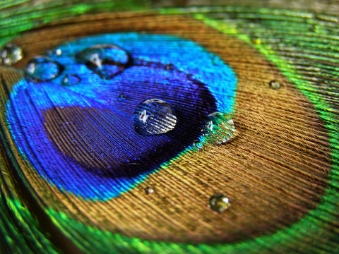 Fototapeta pfauenauge no3