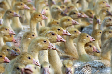 goose farm