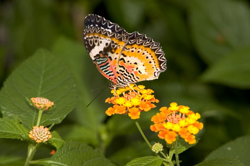 flowers and butterflies
