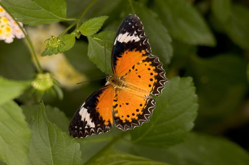 butterfly