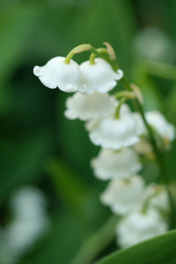 lily of the valley
