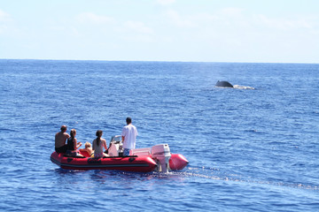 whale watching from an inflatable boat