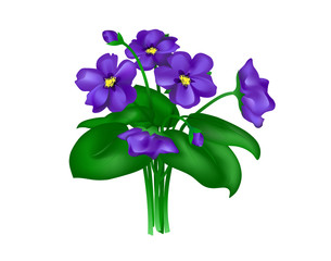 violets on white