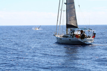 sailboat watching whales