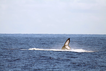 Fototapeta premium whale tail waving