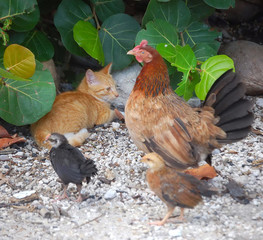 rooster brood and stray cat