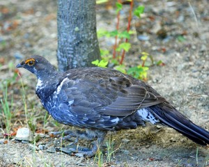 grouse