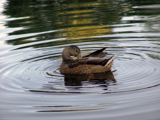 portrait of a duck bath