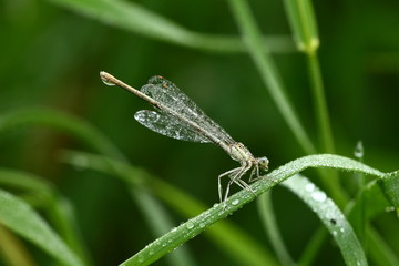 libelle mit tau